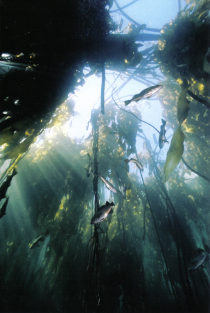 Bull Kelp forest at Ogden Point